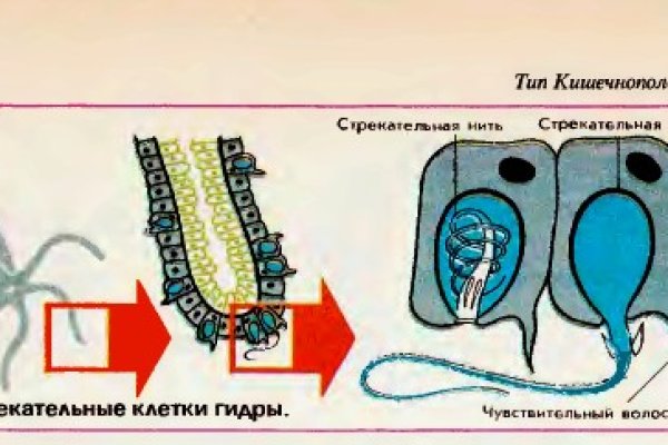 Прямая ссылка на кракен